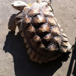 「ポルナレフ編」サムネイル3