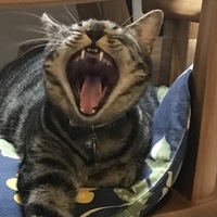 はら  あお