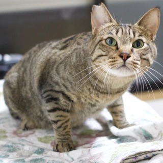 かわいい蘭丸くん