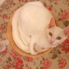 めちゃくちゃ人懐っこい白猫さん サムネイル7