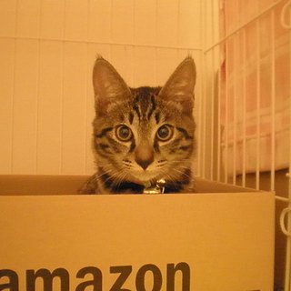 至急里親さんを探しています！