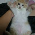 子猫ちゃん3匹！写真増やしました！