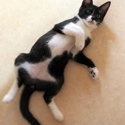 岐阜☆ひげの会譲渡会 サムネイル1