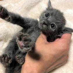 岐阜☆ひげの会譲渡会 サムネイル2