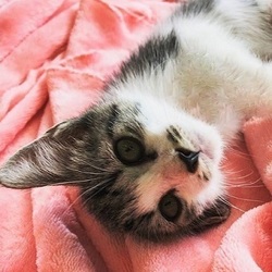 岐阜☆ひげの会譲渡会 サムネイル3