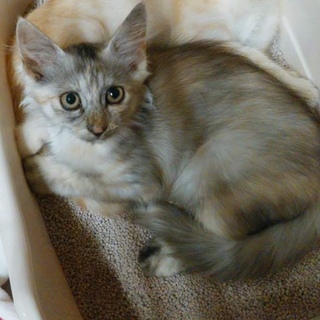 里親決定❤️モコラテちゃん❤️もらってください♪