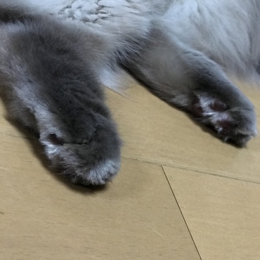 ウサギみたいな可愛い足