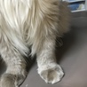 可愛い前足