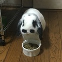 ロップイヤー里親募集