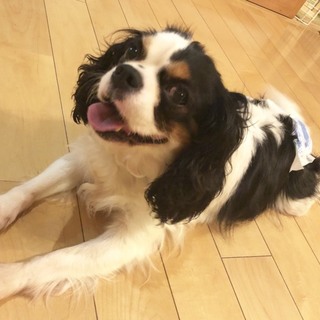 しつけの入ったキャバリアの女の子 初心者にも