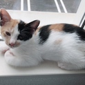 とても甘えん坊の三毛猫です♡