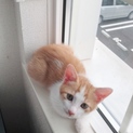 とっても可愛い茶トラの仔猫です♪