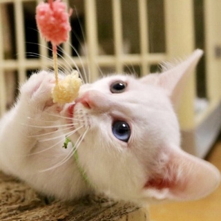 魅惑の瞳、オッド君❗️