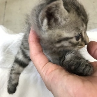 里親さん見つかりました！