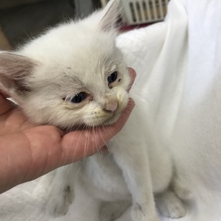 里親さん募集中！