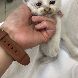 里親さん探してます！