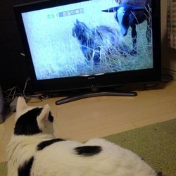TVを観る猫