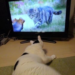 「TVを観る猫」サムネイル2