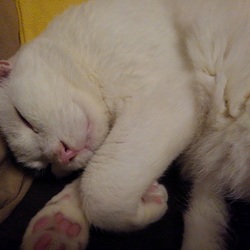 「TVを観る猫」サムネイル3