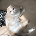スコティッシュフォールド☆2歳☆男の子