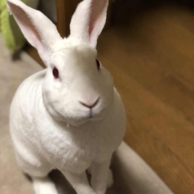 ポコじろうのカバー写真