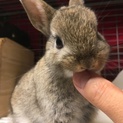 赤ちゃんうさぎ生後2ヶ月！小型ドワーフホト×ネザー