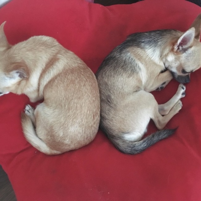リリーセイナのカバー写真