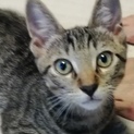 シャープな顔だちの人懐こい子猫ちゃんです。