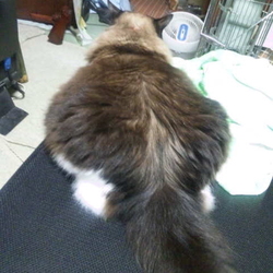 「地震の被災生活３日目」サムネイル1