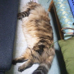 「地震の被災生活３日目」サムネイル3