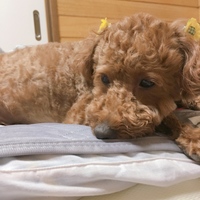 チョコ