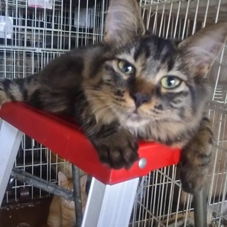 センター引き出し、性格◎のふわふわなまろみ