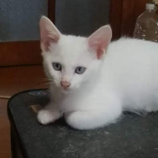 男の子と女の子の白い子猫の里親さん募集しています。