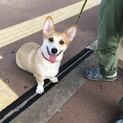 再度募集します。