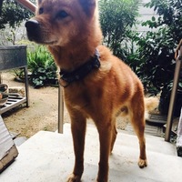 コロ