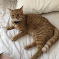 むぎ