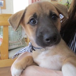 アグリドッグレスキュー譲渡会