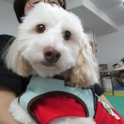 アグリドッグレスキュー譲渡会 サムネイル2