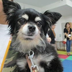 アグリドッグレスキュー譲渡会 サムネイル3