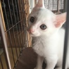 ミズハノメ