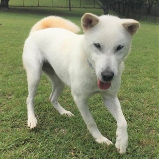 紀州犬のホットクちゃん家族募集中です