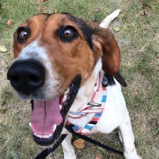 ビーグルMixの愛染ちゃん家族募集中！