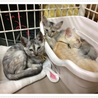 里親決定❤️美しいカプチーノ♀❤️