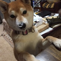 もも