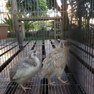 色変わりウズラ４羽