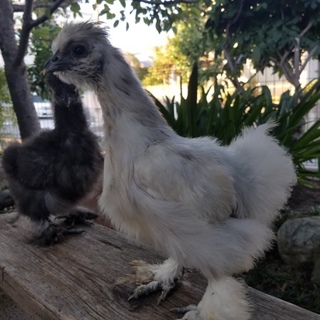 アメリカンシルキー２羽