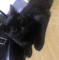 【今年の12月まで】黒猫12歳ちぃちゃん