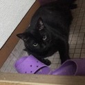 【今年の12月まで】黒猫12歳さいくん