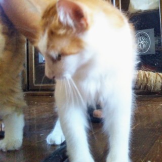 里親さん探しています