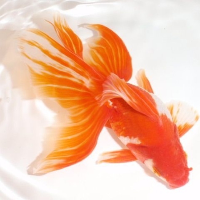 churaartsのカバー写真
